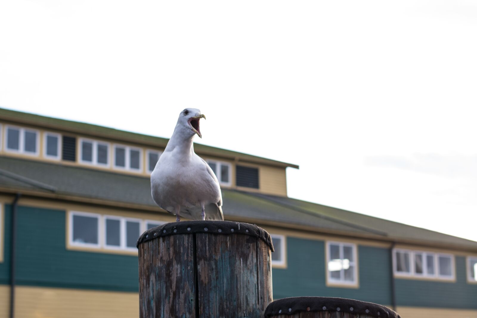 Nikon D3400 sample photo. Pacific, northwest, west coast photography