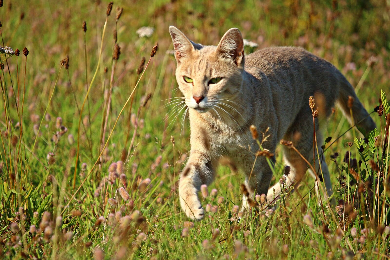 Canon EOS 100D (EOS Rebel SL1 / EOS Kiss X7) sample photo. Cat, mieze, grass photography