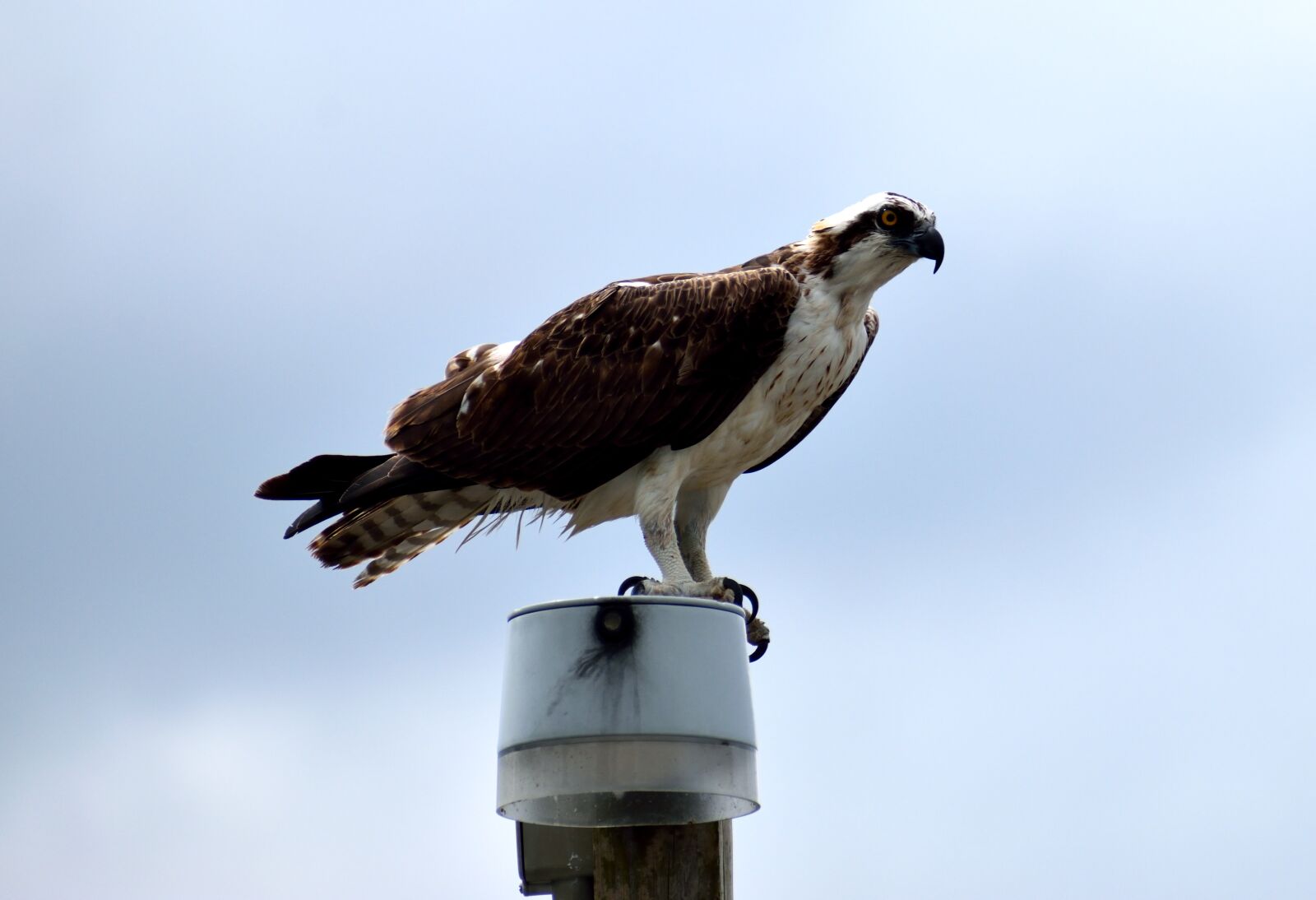 Nikon D3300 sample photo. Osprey, bird, wildlife photography