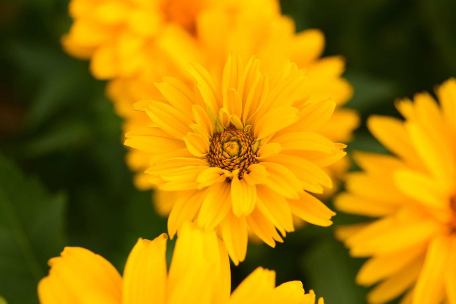 Nikon D3300 sample photo. Flower, leaf, summer, nature photography