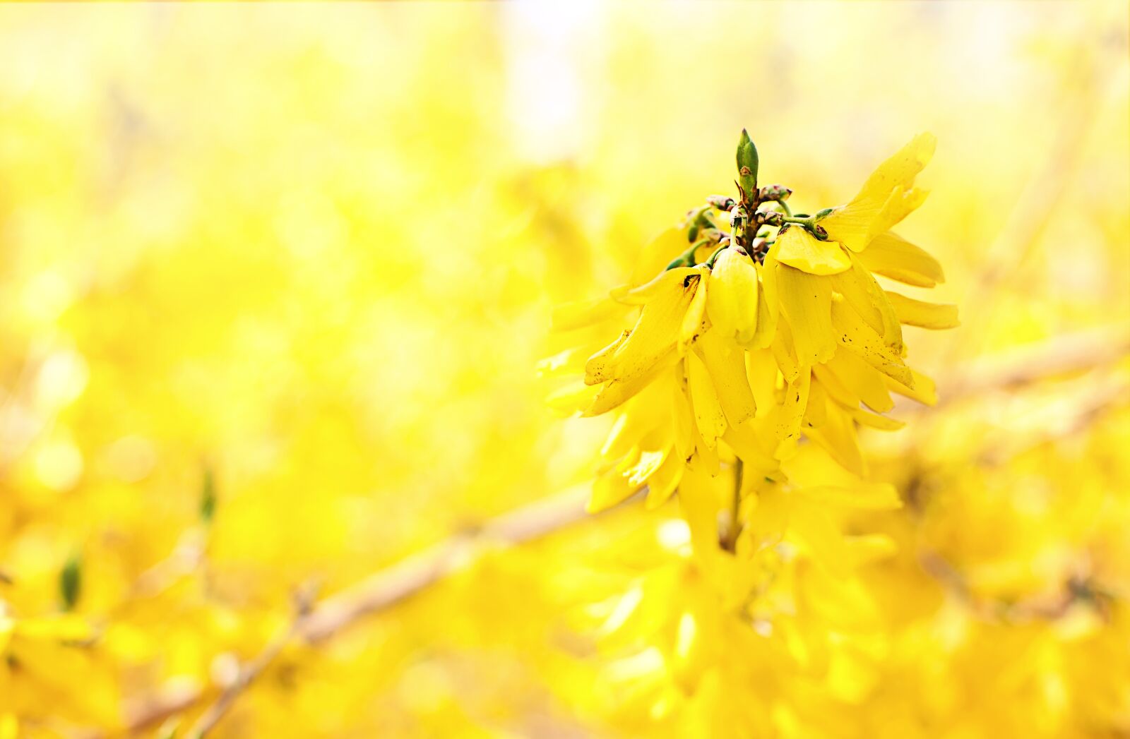 Canon EF 50mm F1.4 USM sample photo. Forsythia, yellow, flowers photography