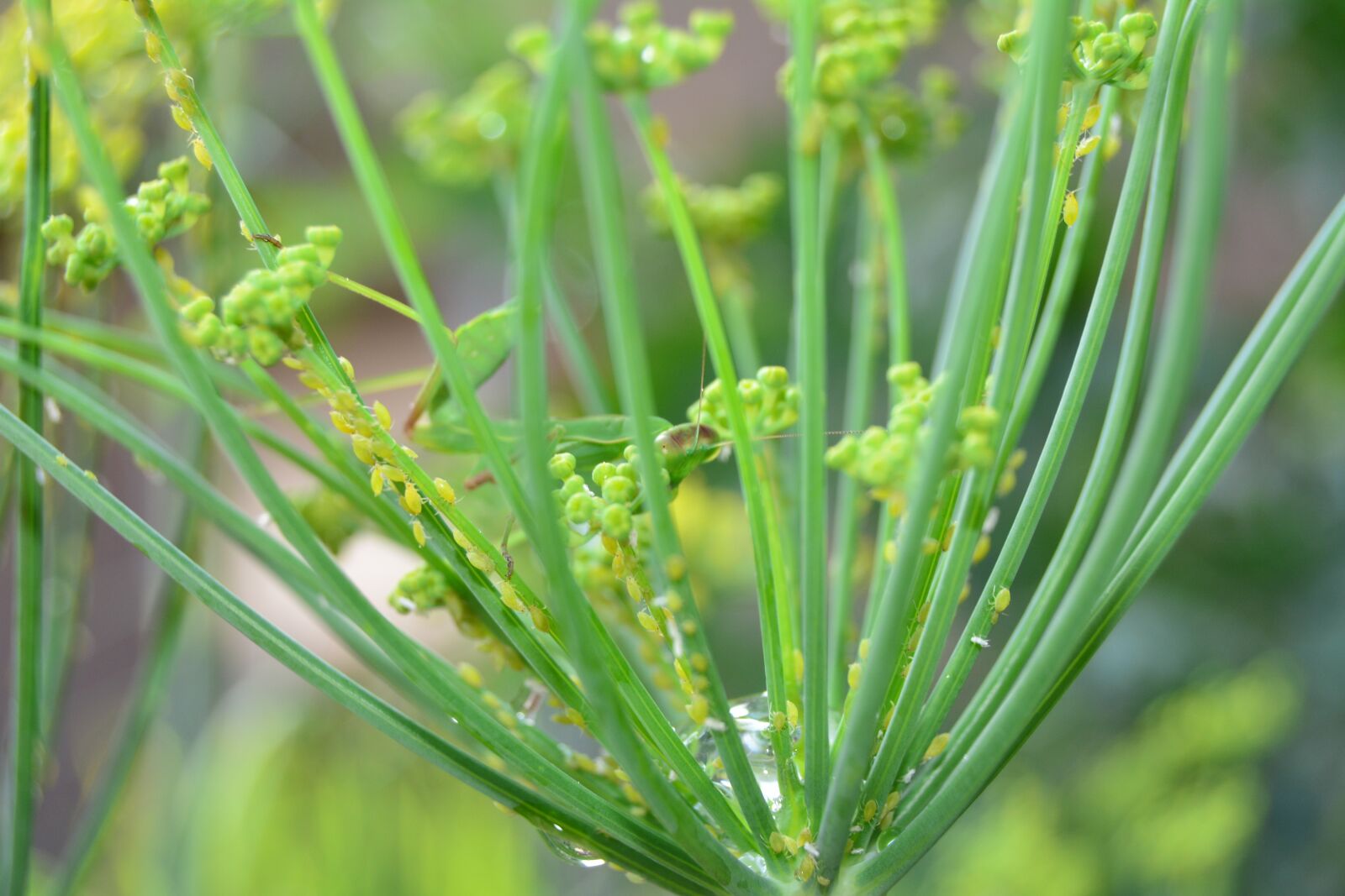 Nikon D5200 sample photo. Common, mantis, praying photography