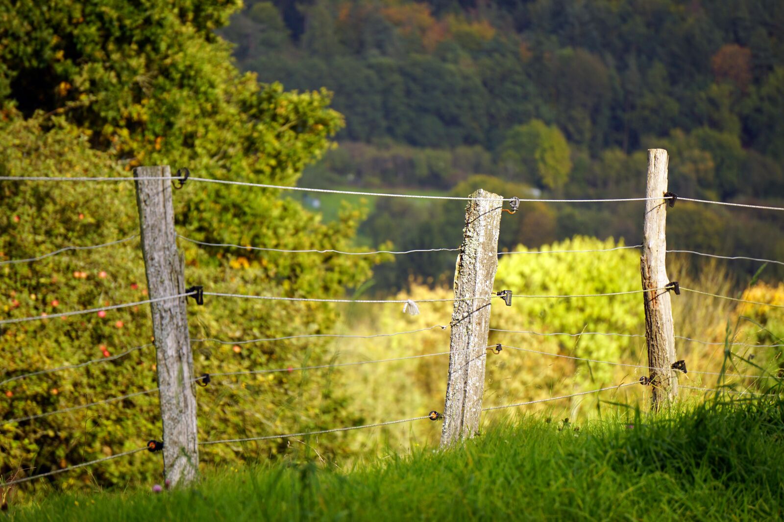 Sony E 55-210mm F4.5-6.3 OSS sample photo. Fence, pasture fence, post photography
