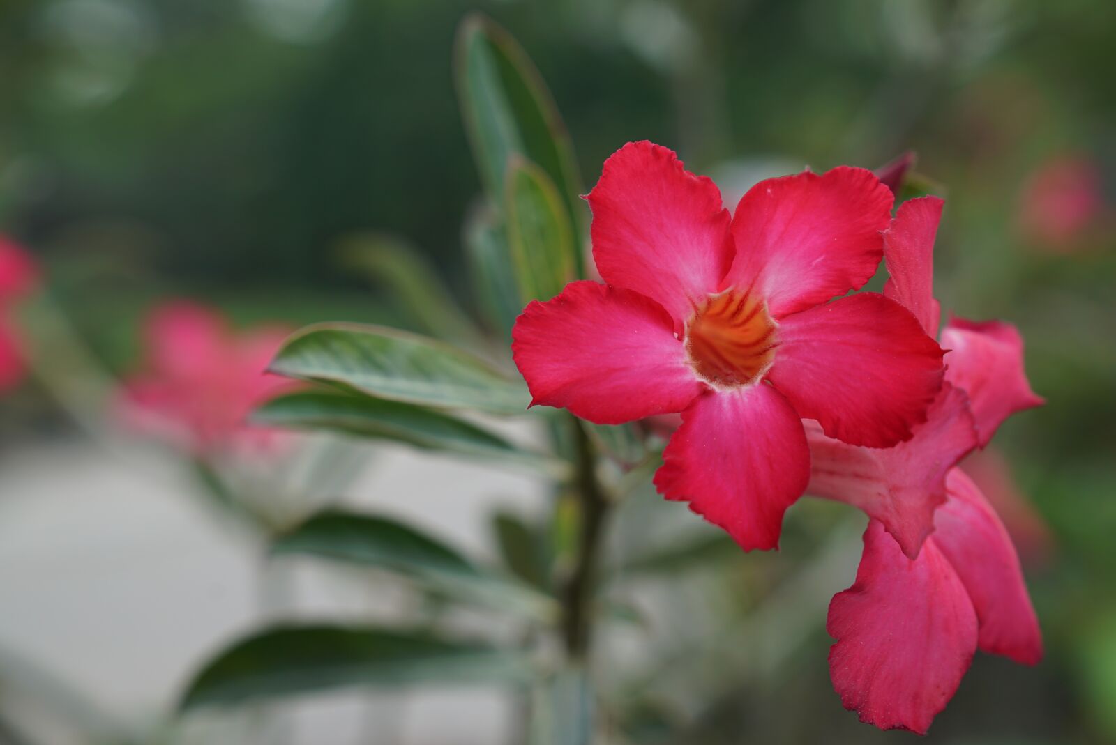 Sony a7S + Sony FE 24-70mm F2.8 GM sample photo. Flowers, nursery, malaysian photography