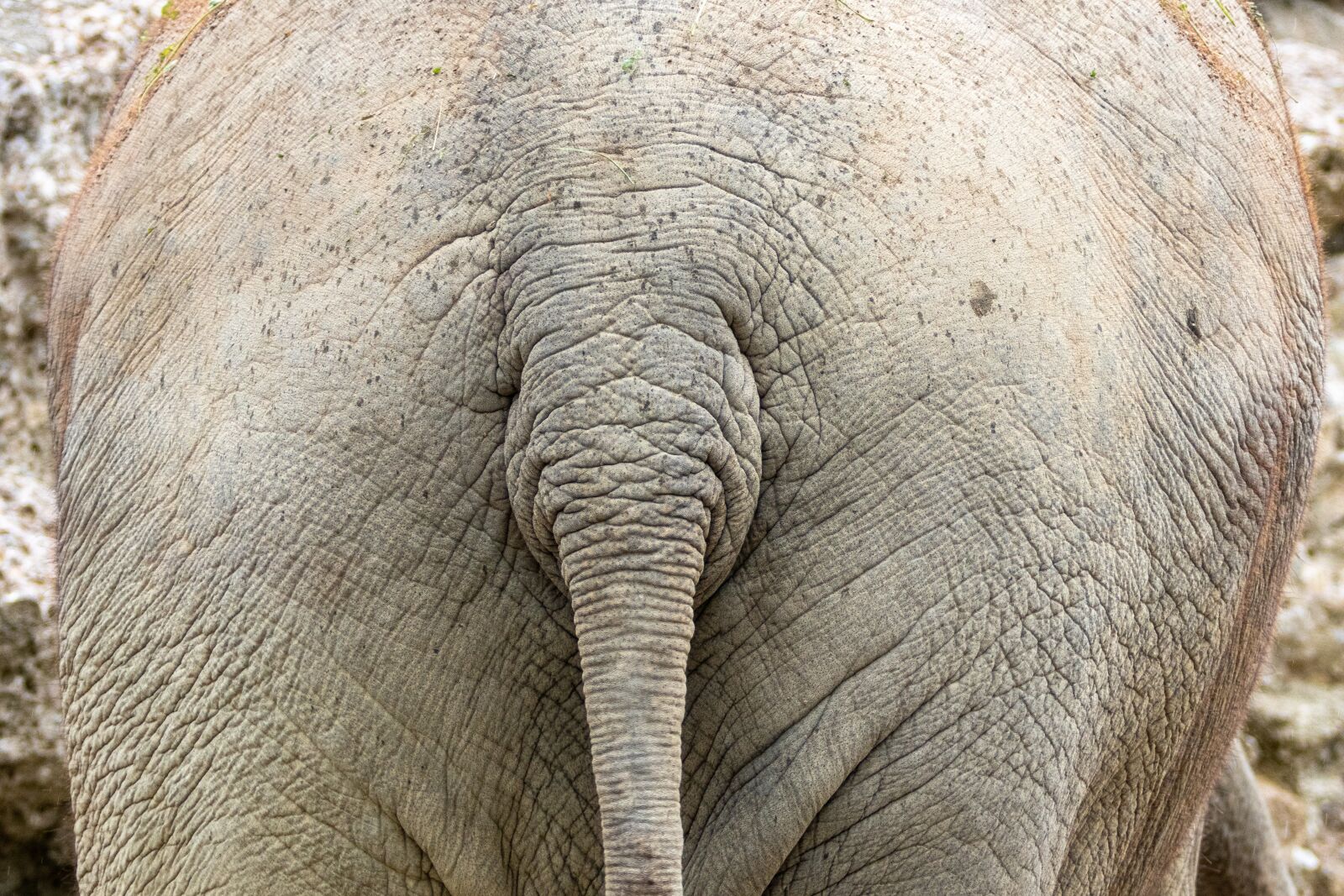 Canon EF 70-200mm F2.8L IS II USM sample photo. Elephant, zoo, animal photography