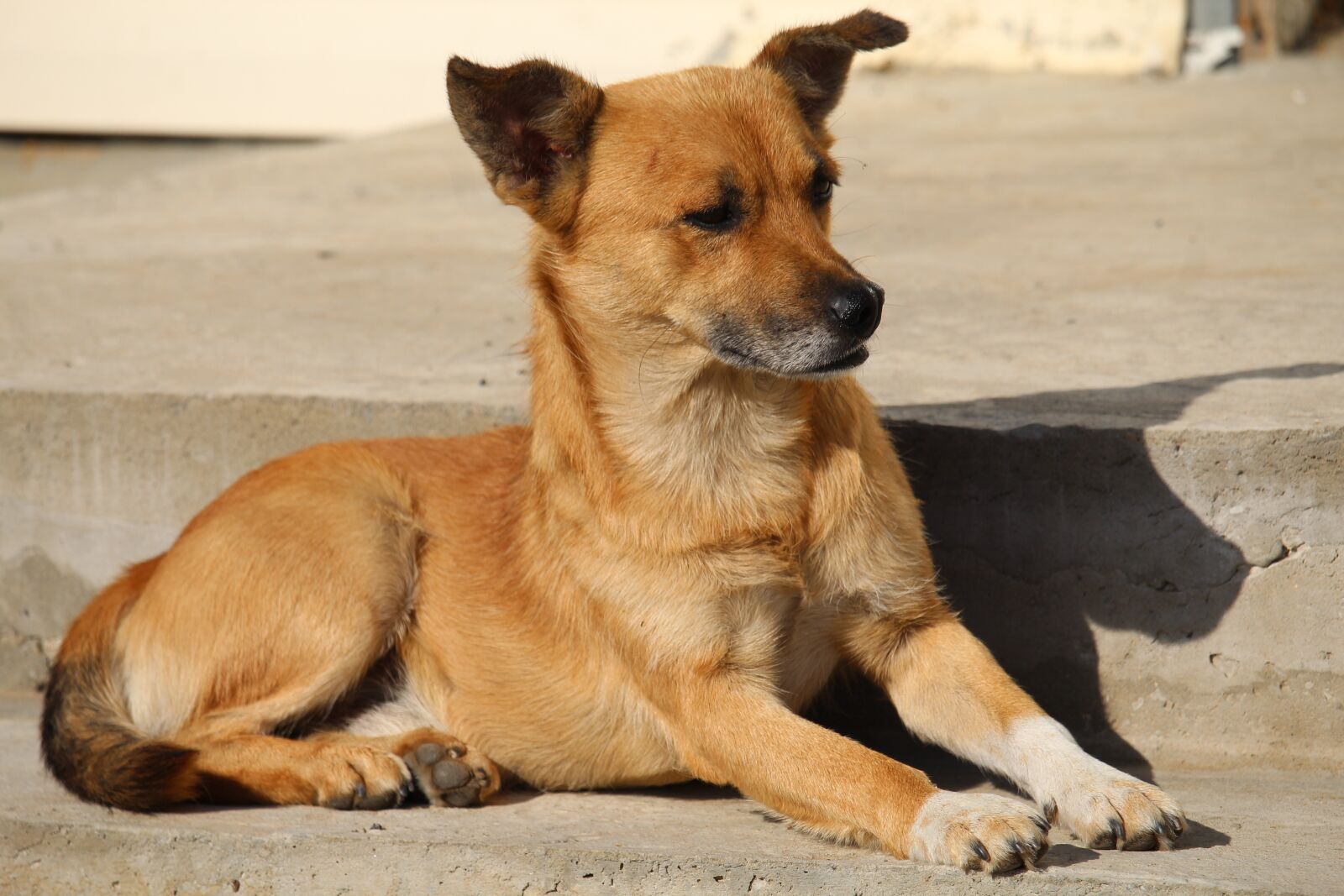 Canon EOS 1200D (EOS Rebel T5 / EOS Kiss X70 / EOS Hi) sample photo. Dog, pet, each photography