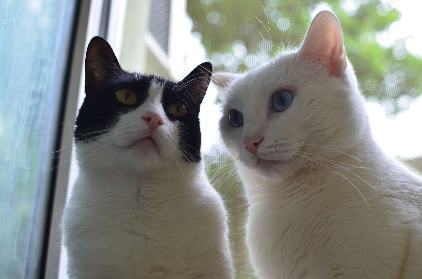 Nikon D5100 sample photo. Cats, couple, love photography