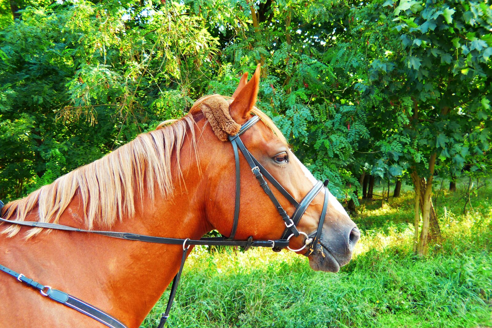 Panasonic Lumix DMC-FZ200 sample photo. Mare, chestnut, profile photography