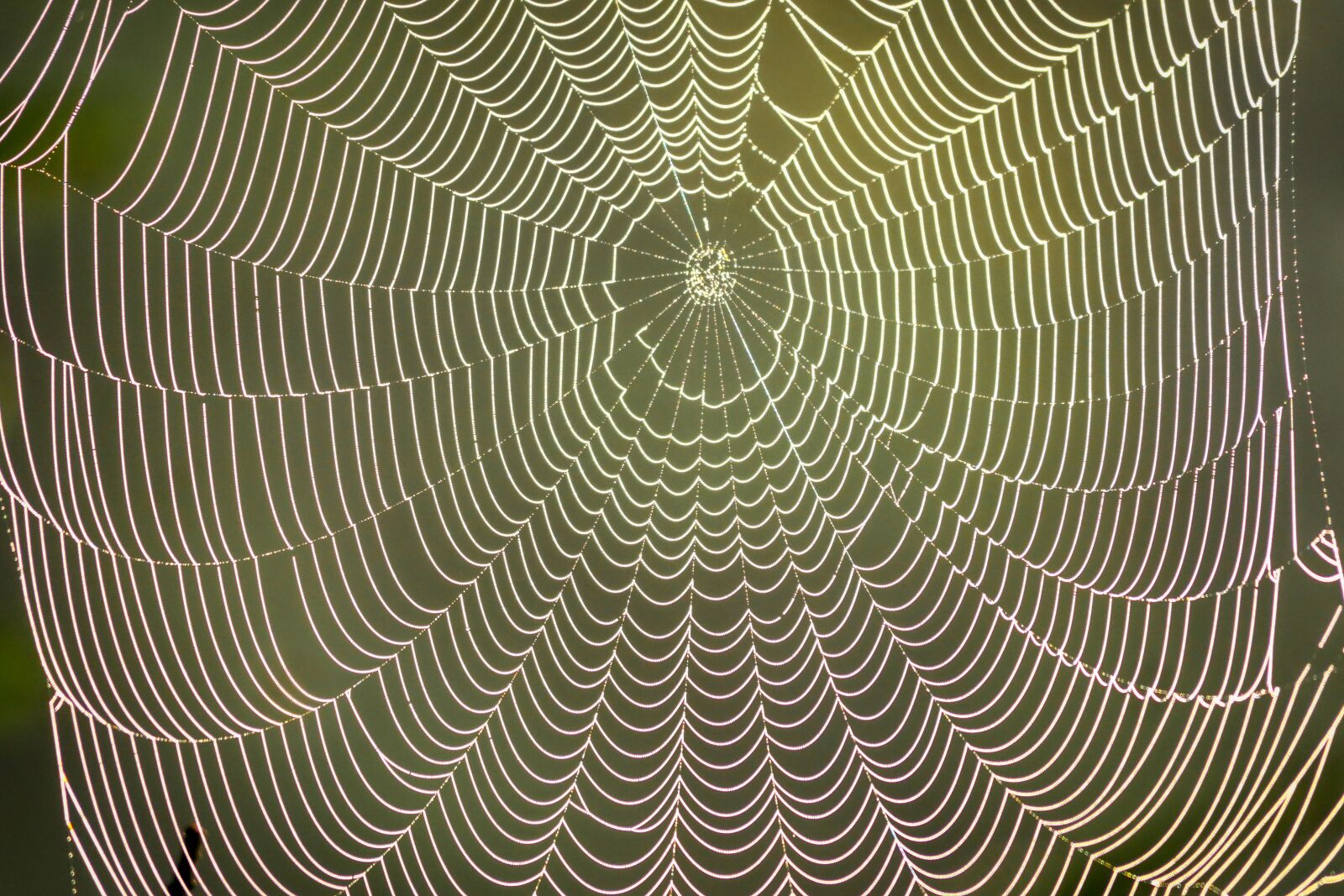 Panasonic Lumix DMC-GX8 sample photo. Cobweb, spider, insect photography