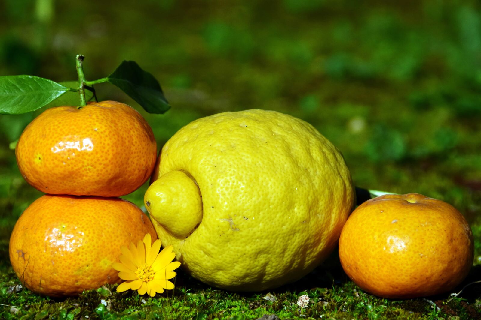 Nikon D3300 sample photo. Fruit, citrus, lemon, mandarin photography