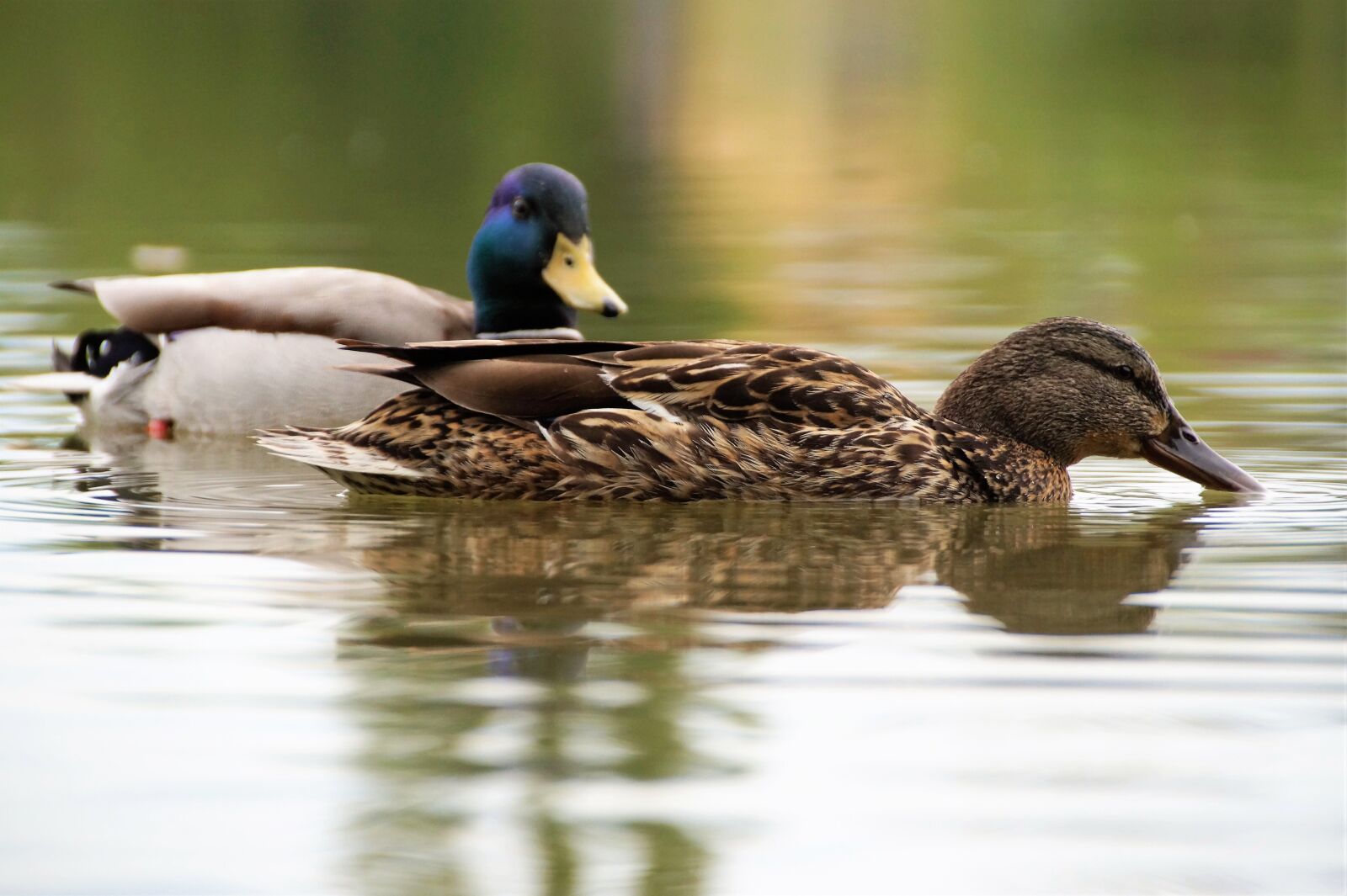 Sony SLT-A58 sample photo. Duck, drake, water photography