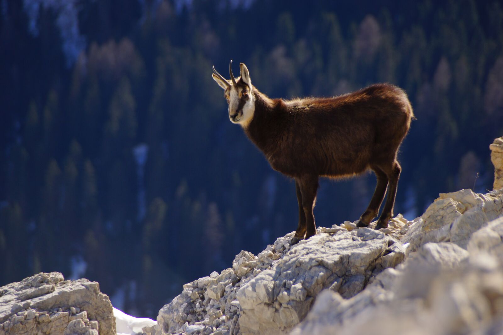 Sony DT 18-250mm F3.5-6.3 sample photo. Chamois, dolomites, mountain photography