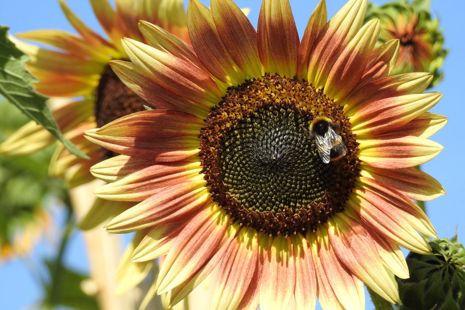 Nikon Coolpix P900 sample photo. Sunflower, flower, yellow photography