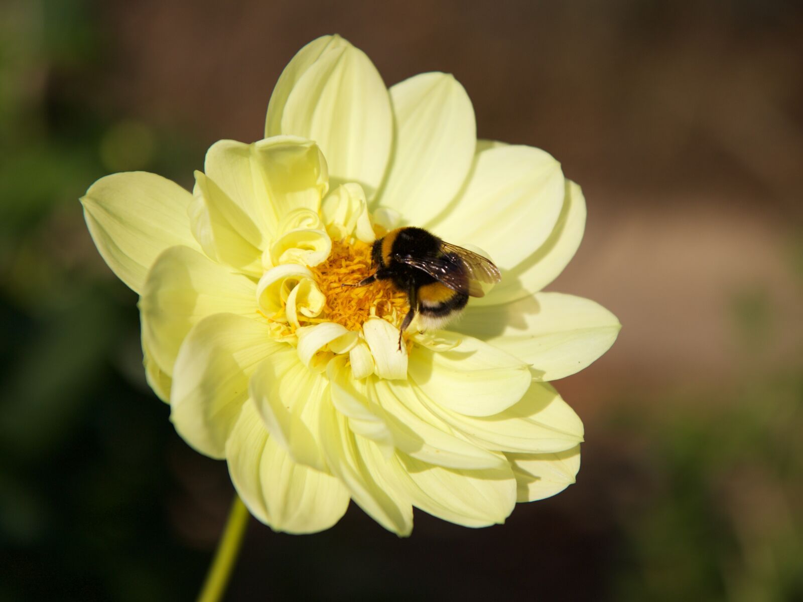 Canon EOS 70D sample photo. Nature, insect, hummel photography