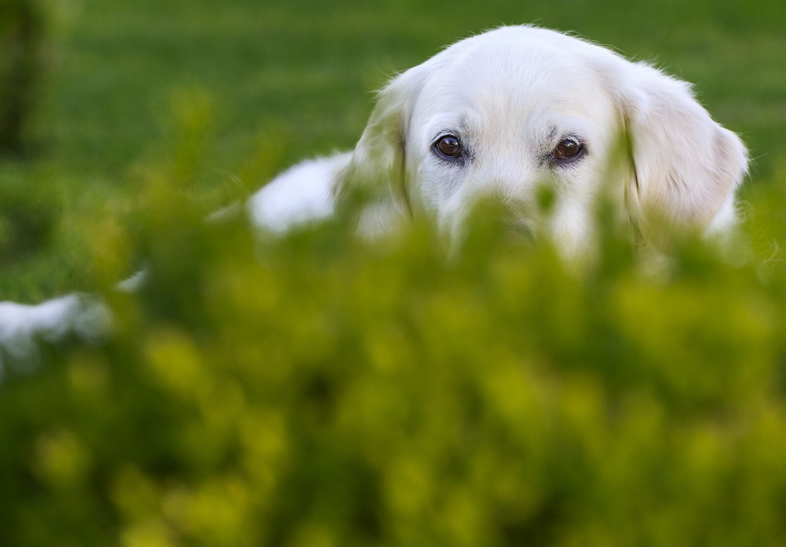 Canon EOS 5D Mark III sample photo. Grass, dog, cute photography