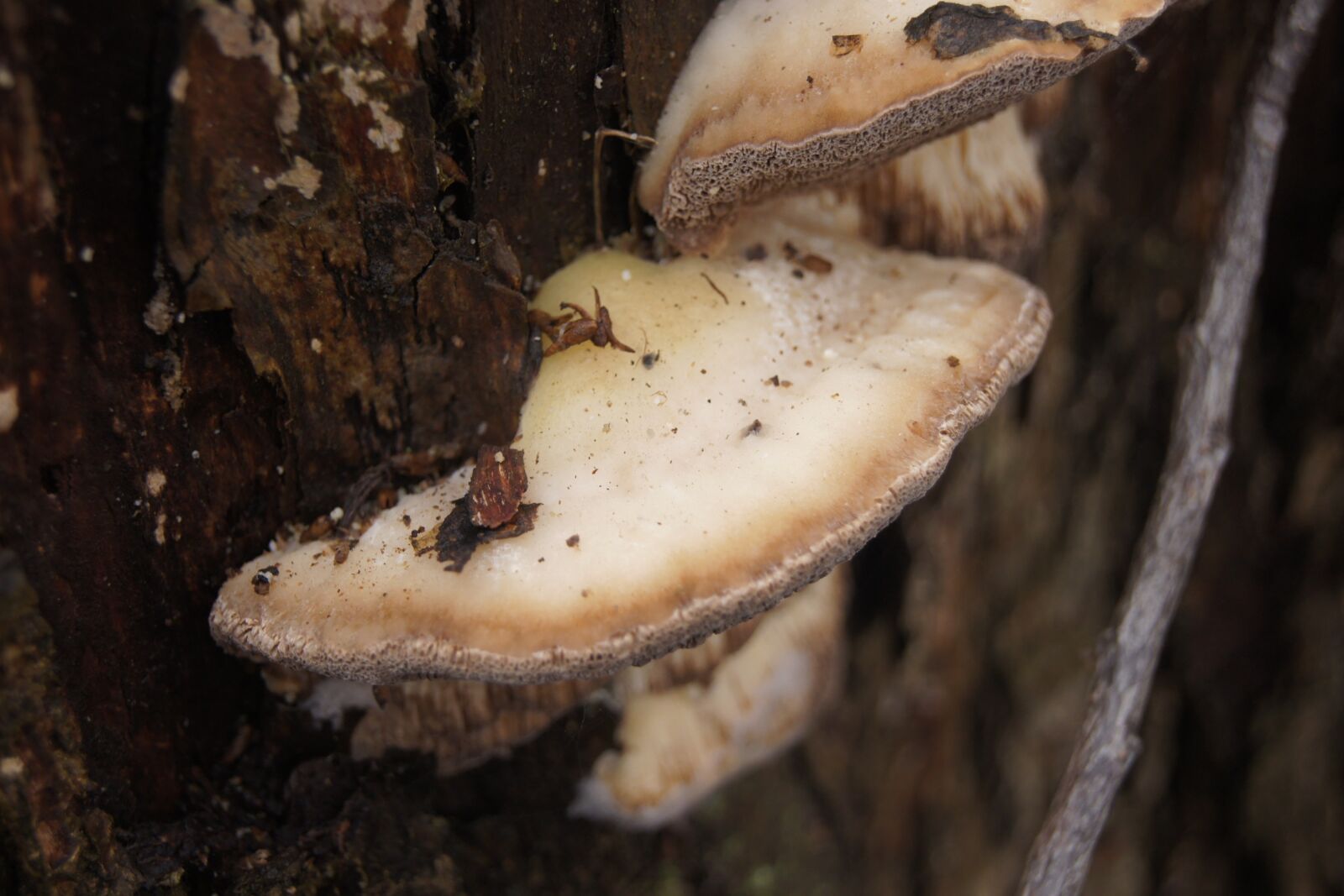 Sony Alpha DSLR-A500 sample photo. Mushroom, autumn, moss photography