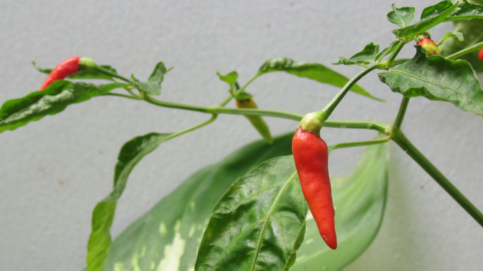 Canon PowerShot SX30 IS sample photo. Plant, food, spicy photography