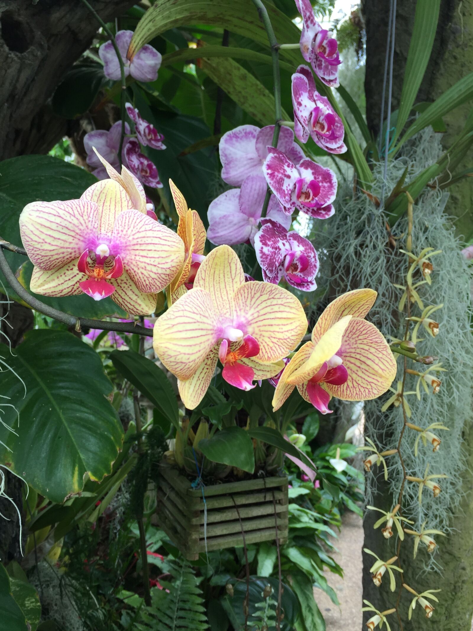 Apple iPhone 6 sample photo. Flower, orchid, nature photography