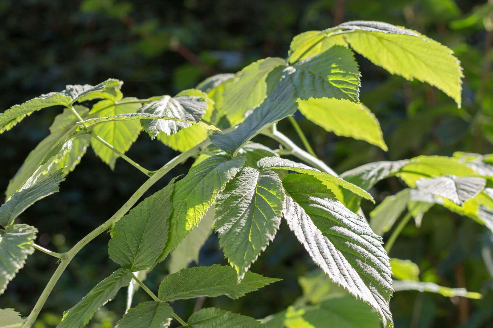 Canon EF 40mm F2.8 STM sample photo. Leaves, green, raspberry photography