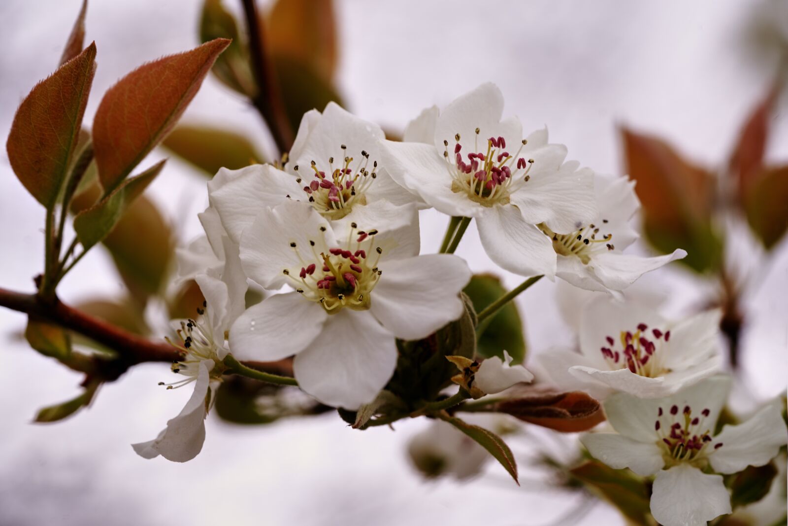 Sony a7R III + Sony FE 90mm F2.8 Macro G OSS sample photo. Pear tree, blossom, flower photography