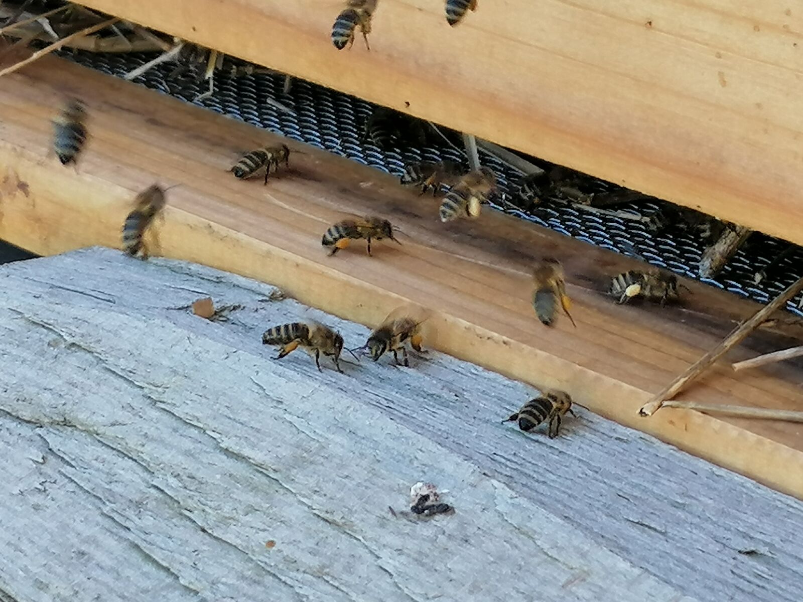 HUAWEI P30 LITE sample photo. Honey bees, honey bee photography