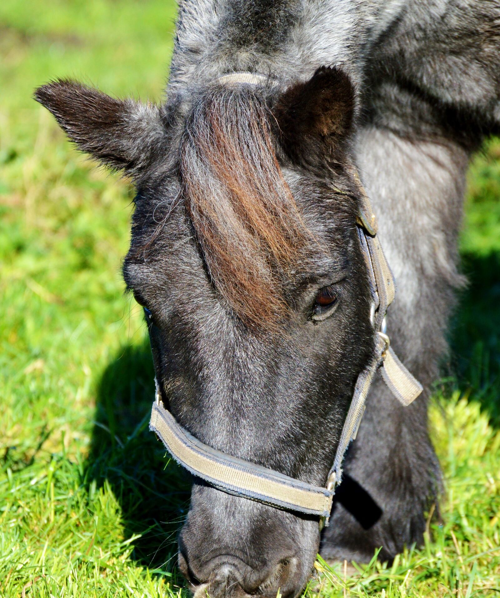 Nikon D3200 sample photo. Horse, ride, reiter photography