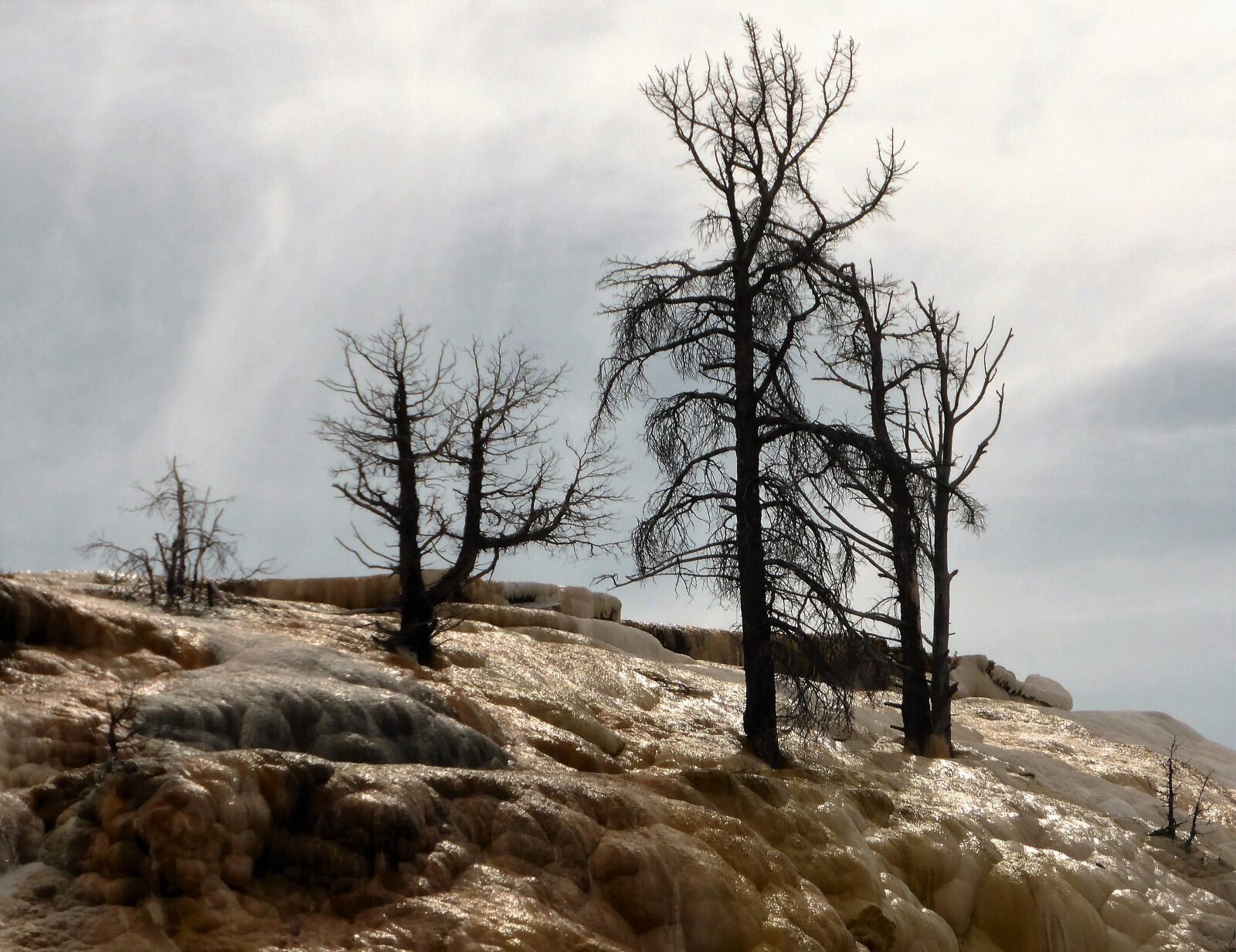 Panasonic Lumix DMC-ZS30 (Lumix DMC-TZ40) sample photo. Trees, death, sulfur photography
