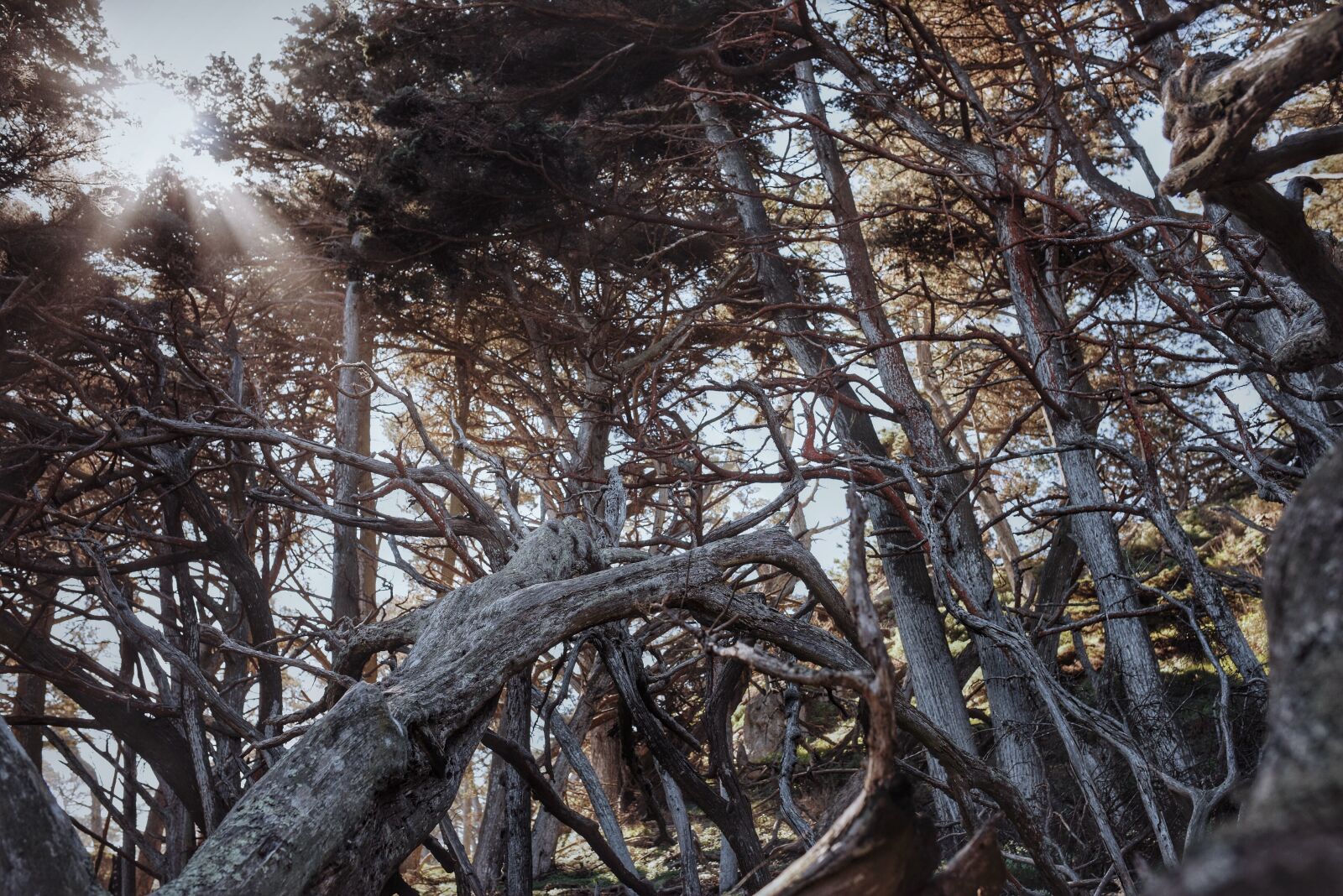 Nikon D810 sample photo. Trees, forest, woods photography