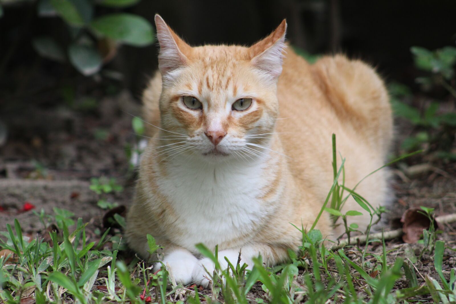 Canon EOS 1300D (EOS Rebel T6 / EOS Kiss X80) sample photo. Cat, portrait, feline photography