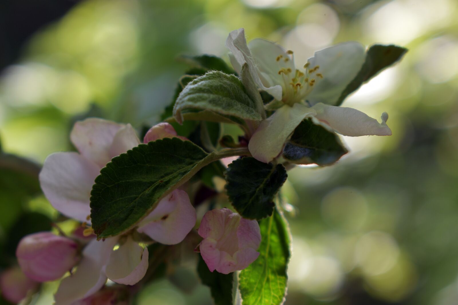Nikon D3400 sample photo. Spring, apple, flower photography