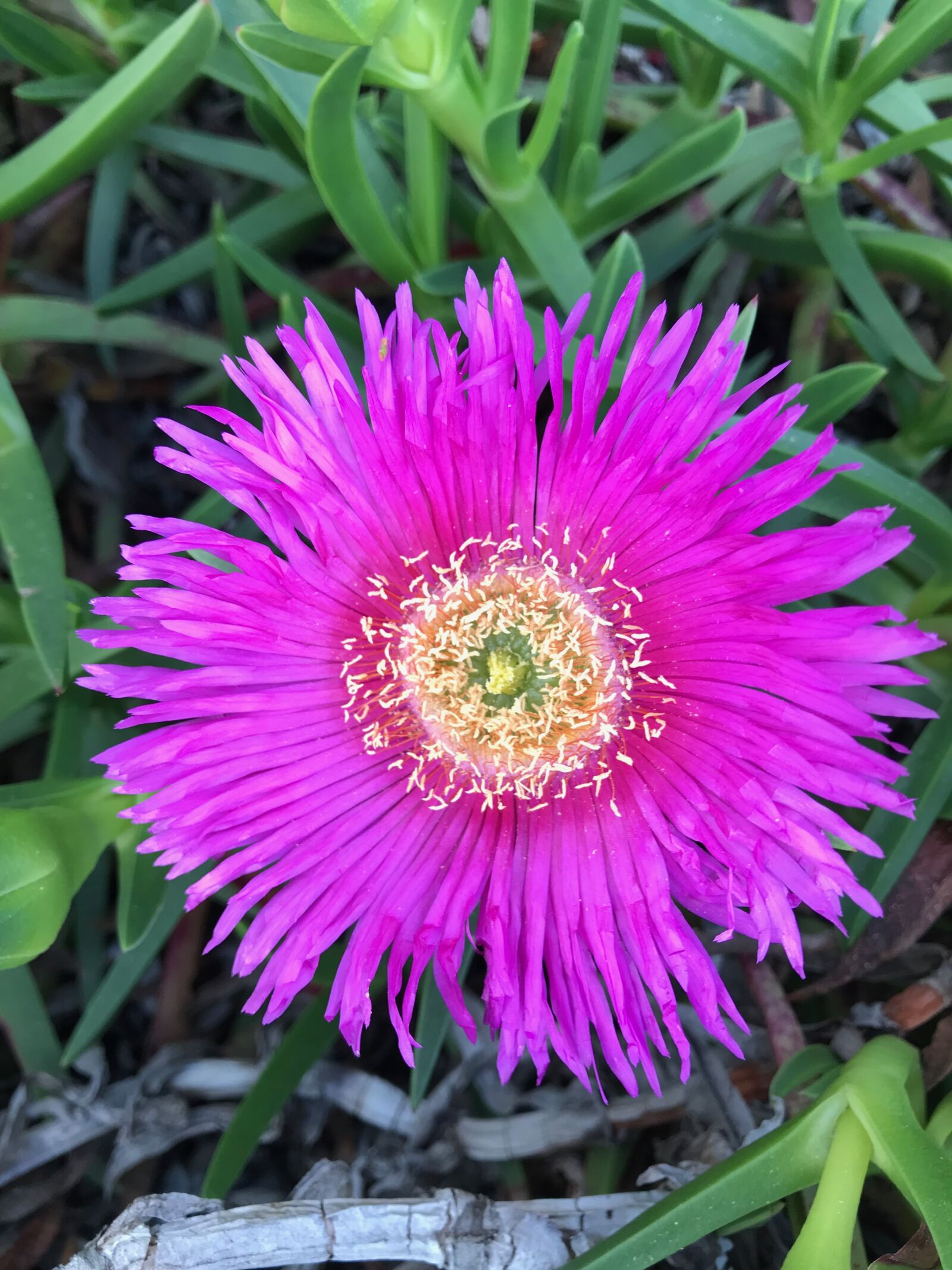 iPhone 7 back camera 3.99mm f/1.8 sample photo. Flower, nature, plant photography