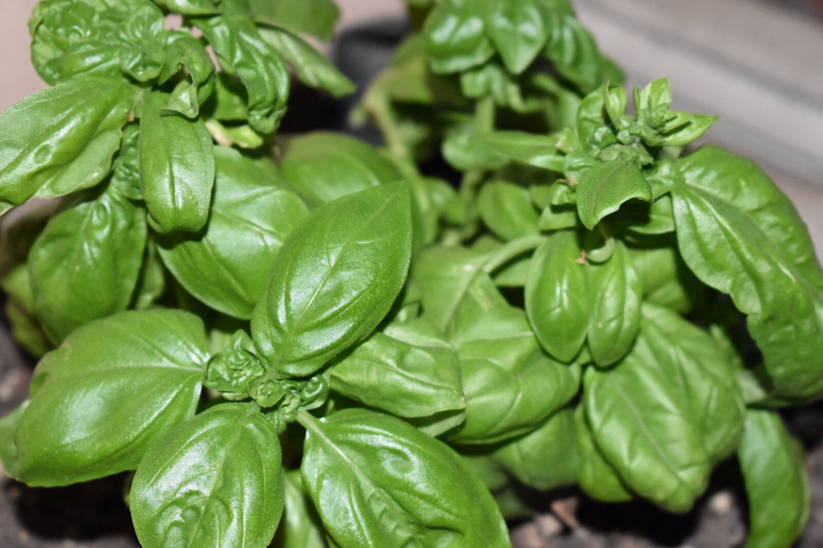 Nikon D5600 sample photo. Basil, plant, grass photography