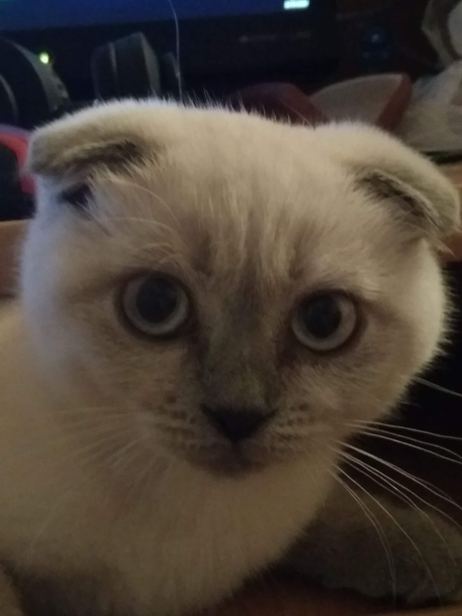 Xiaomi Redmi 4A sample photo. Cat, mustache, feline photography