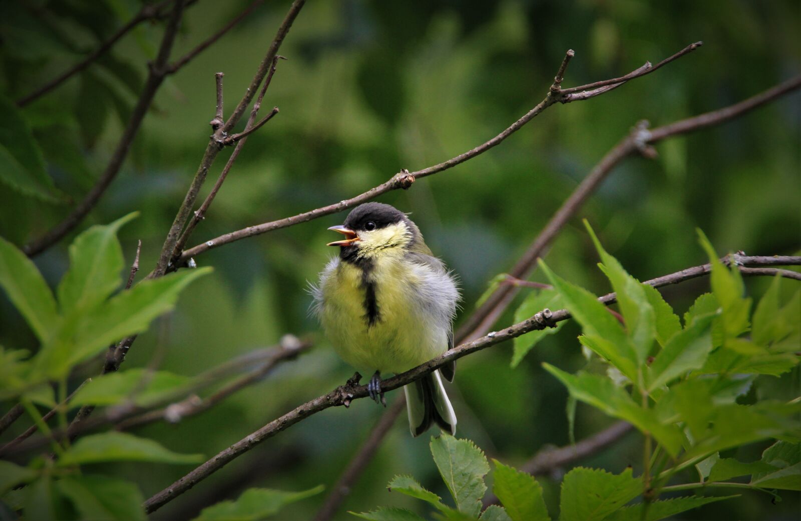 Canon EOS 7D sample photo. Tit, branch, young animal photography