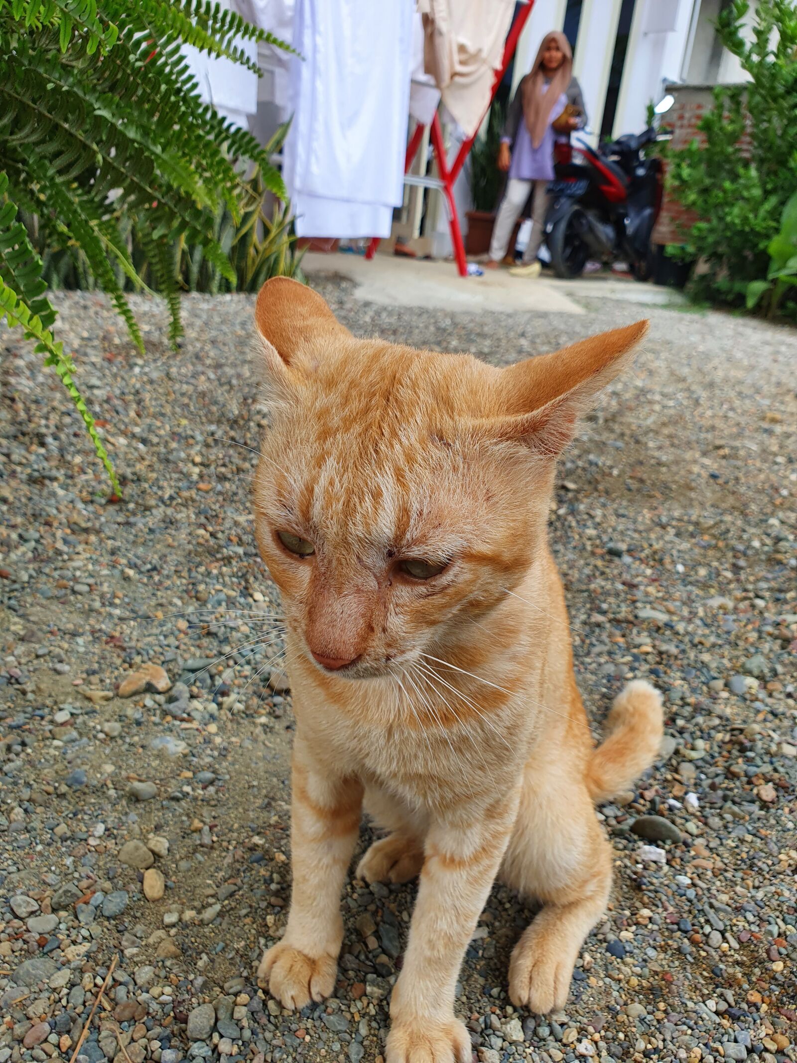 Samsung SM-G975F sample photo. Cat, sand, flowers photography