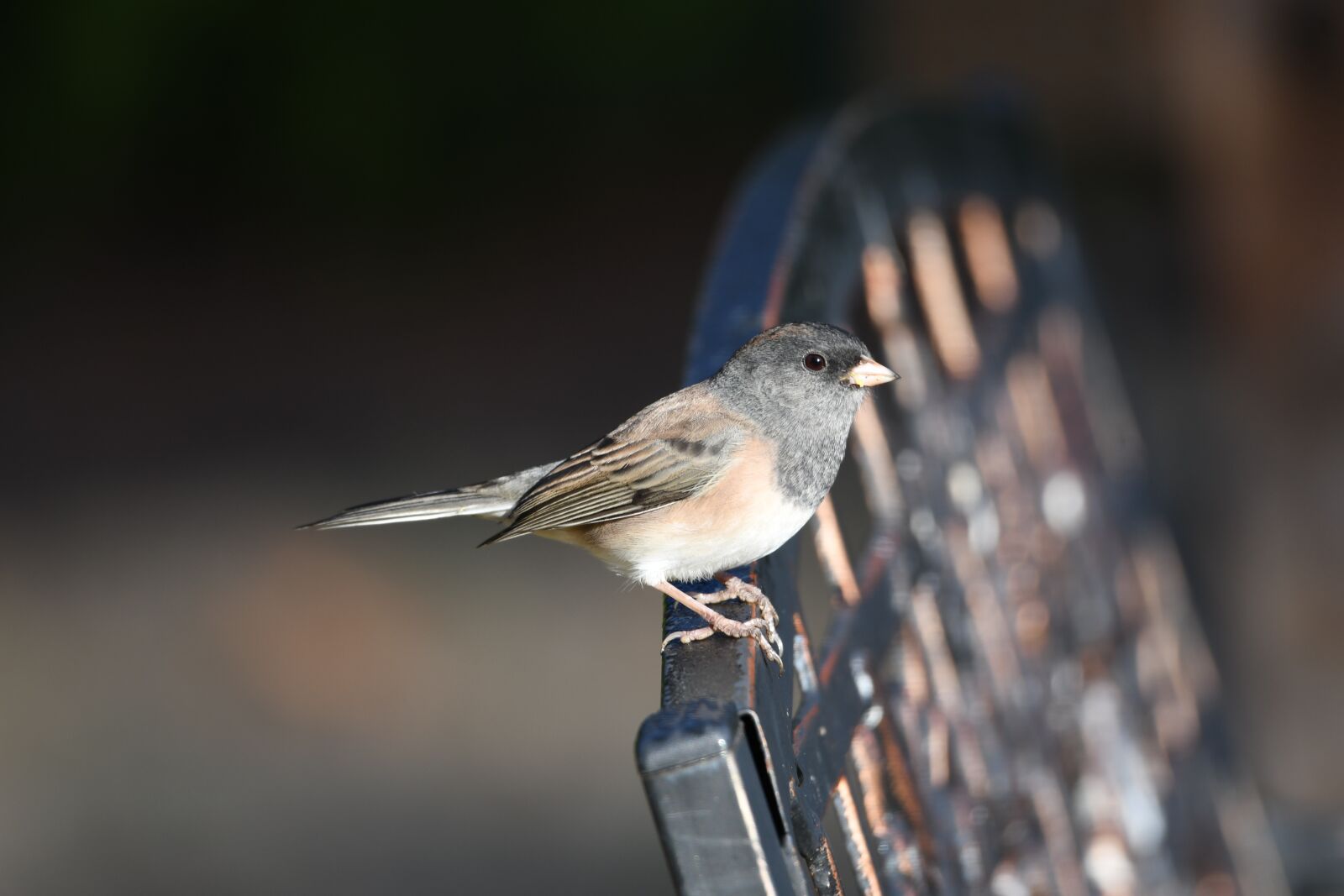Nikon D500 sample photo. Bird, beak, feathers photography
