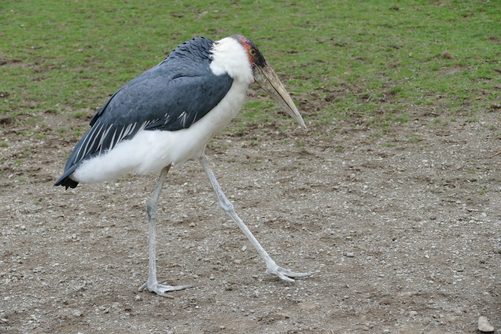 Panasonic Lumix DMC-FZ1000 sample photo. Animal, zoo, tiergarten photography