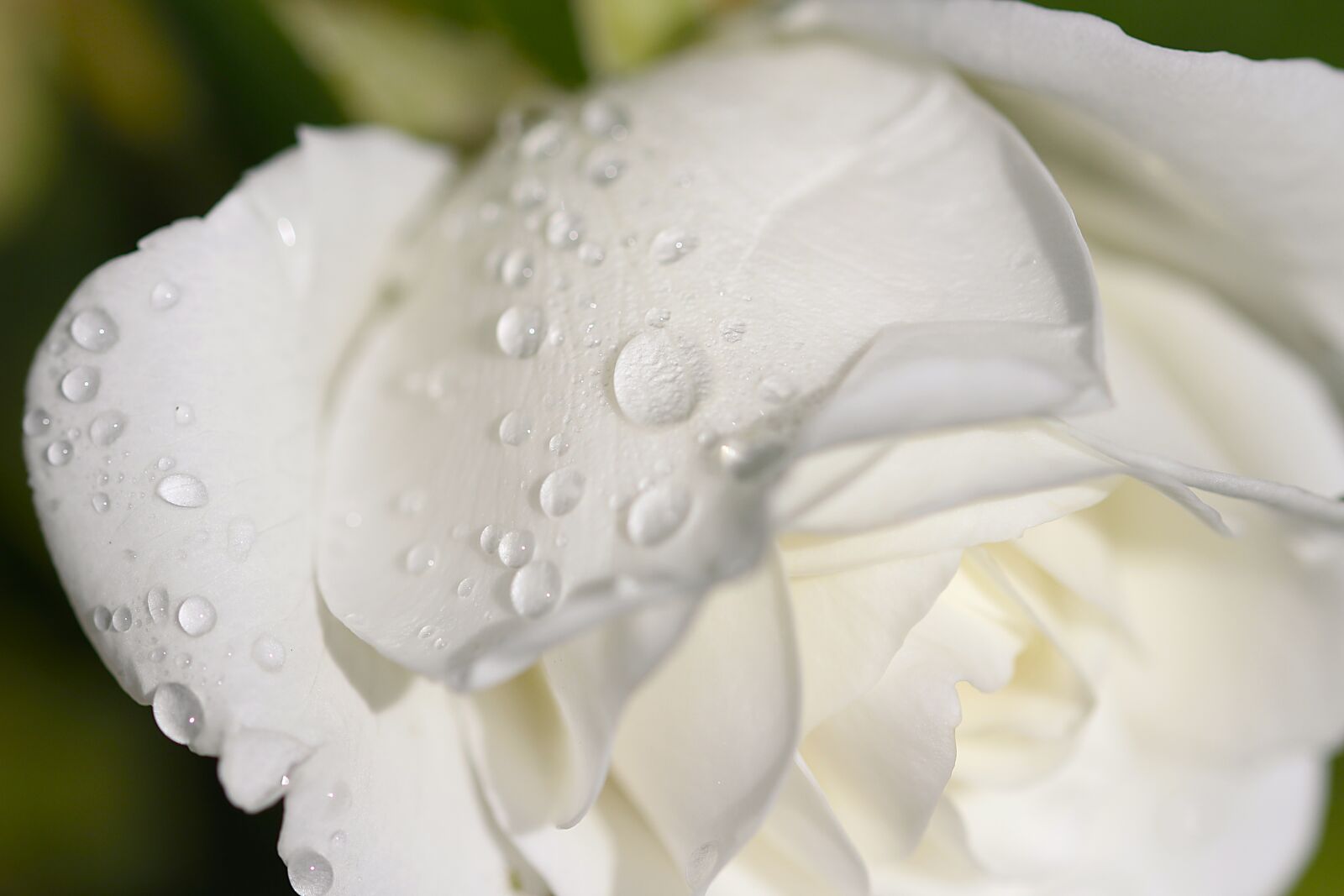 Canon EOS 700D (EOS Rebel T5i / EOS Kiss X7i) sample photo. Rose, raindrop, blossom photography