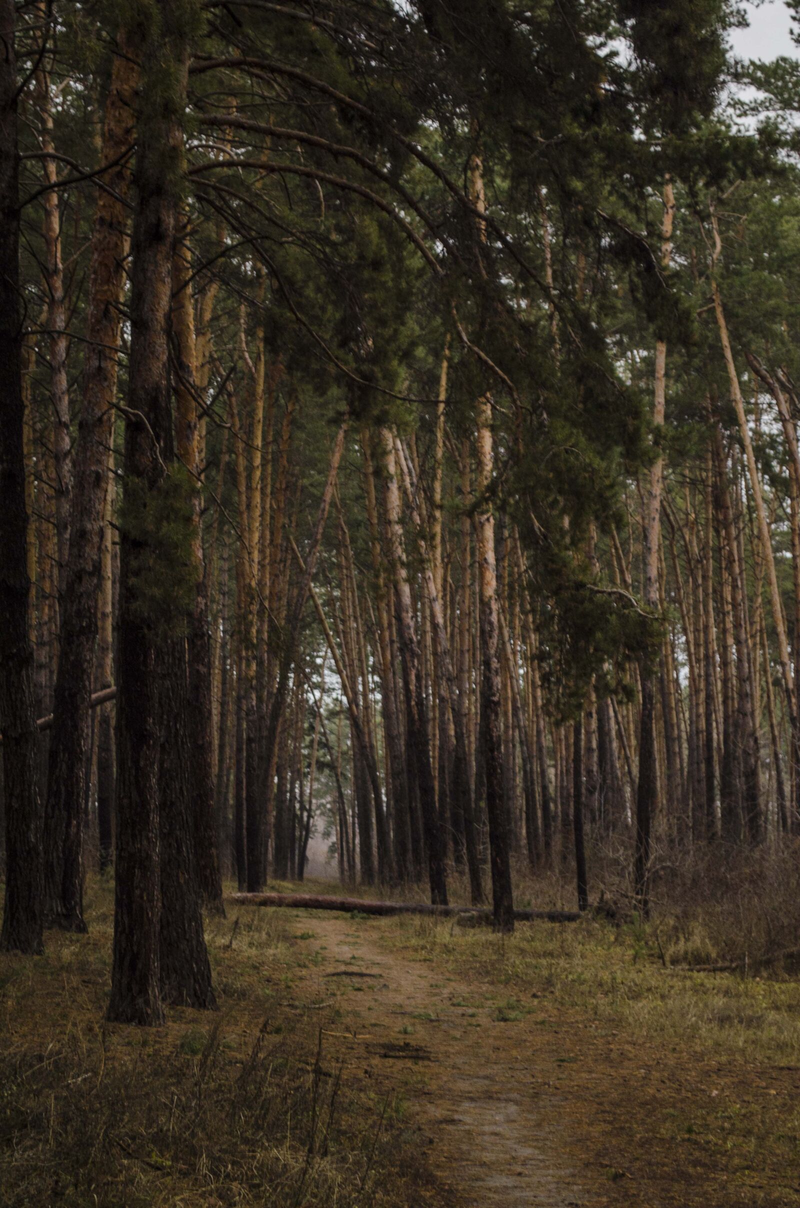 Nikon D5100 sample photo. Sosnovyi bor, bor, pine photography