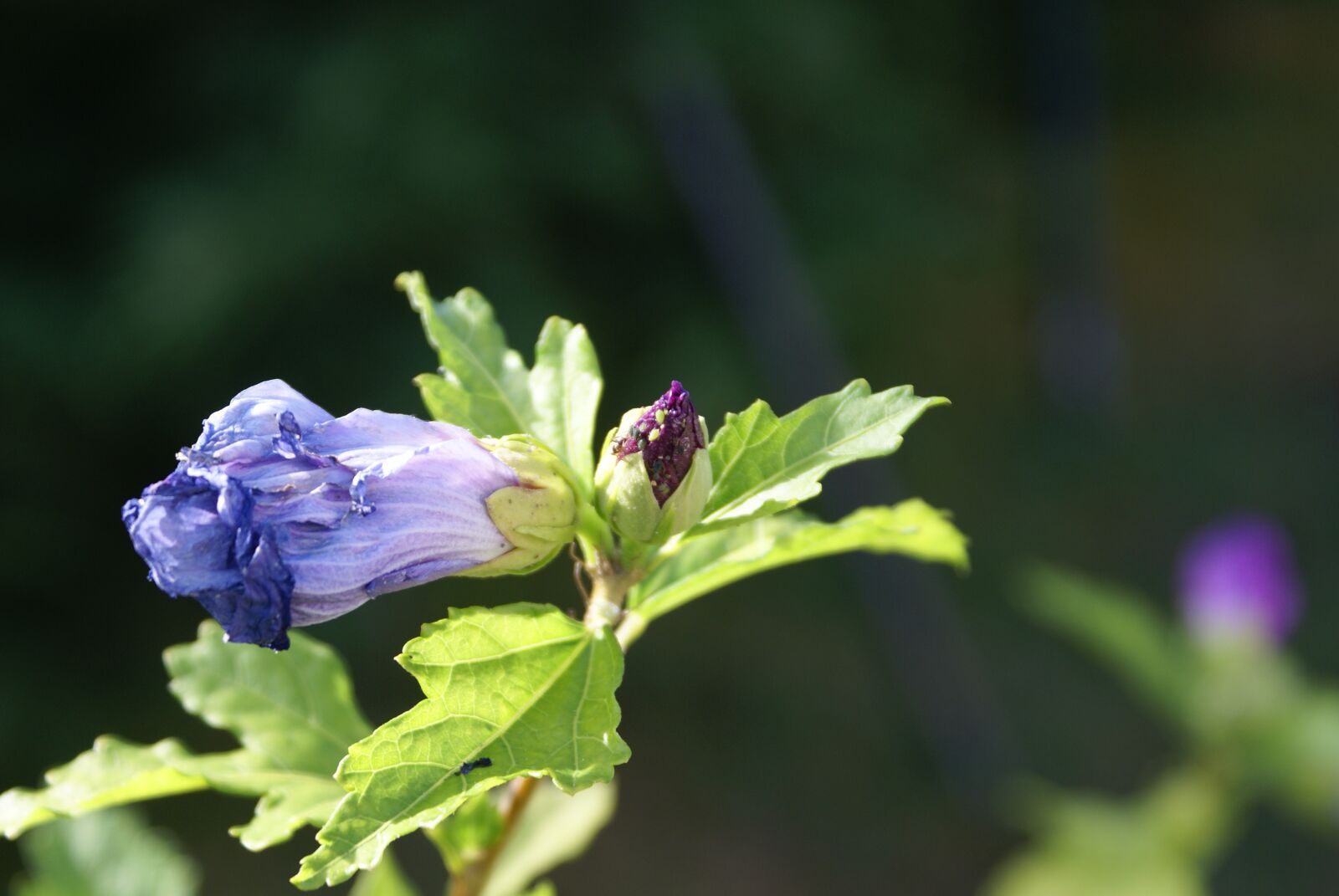 Sony Alpha DSLR-A100 sample photo. Flower, petals, leaves photography