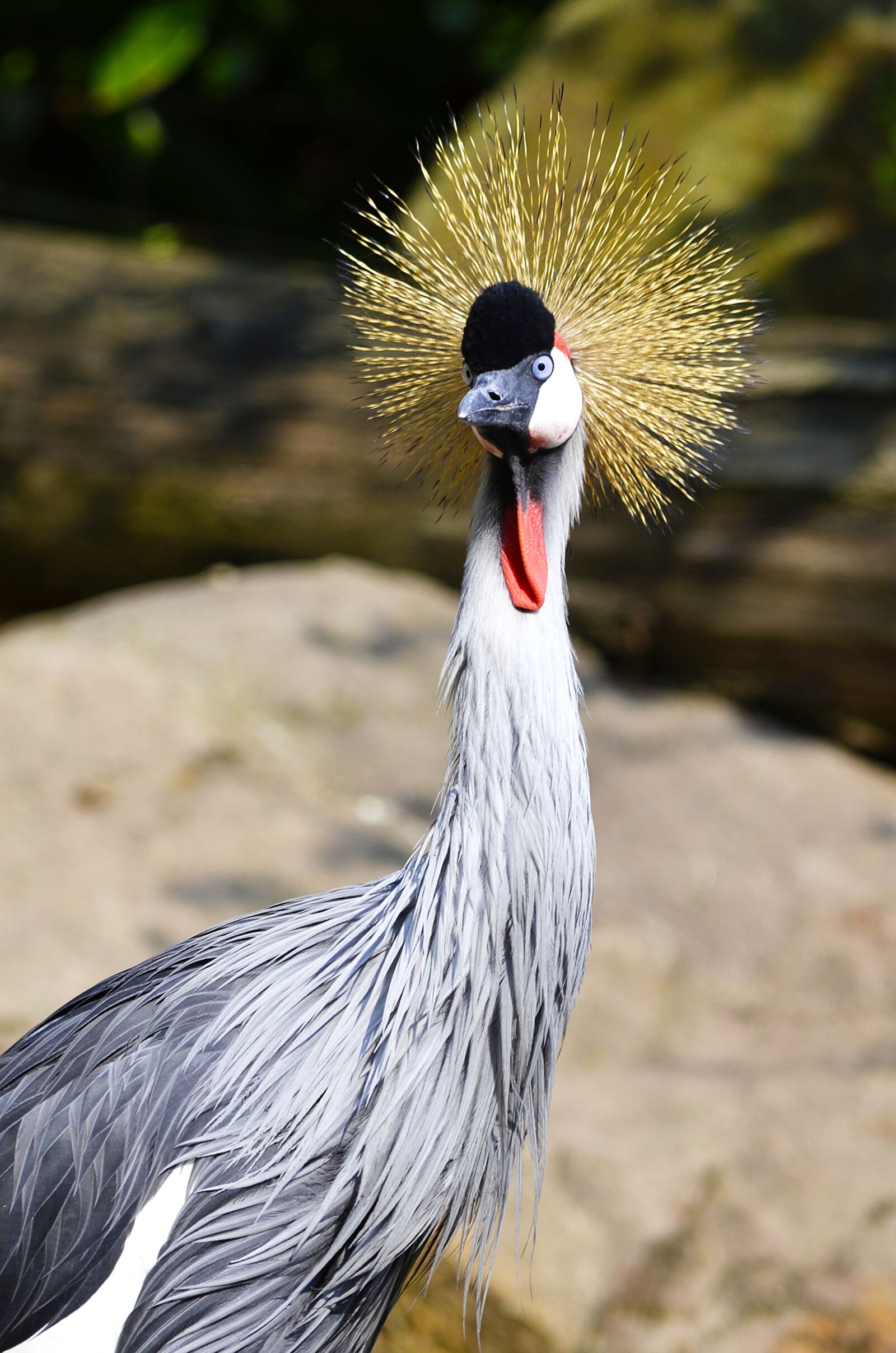 Nikon D5100 sample photo. Grey crowned crane, balearica photography