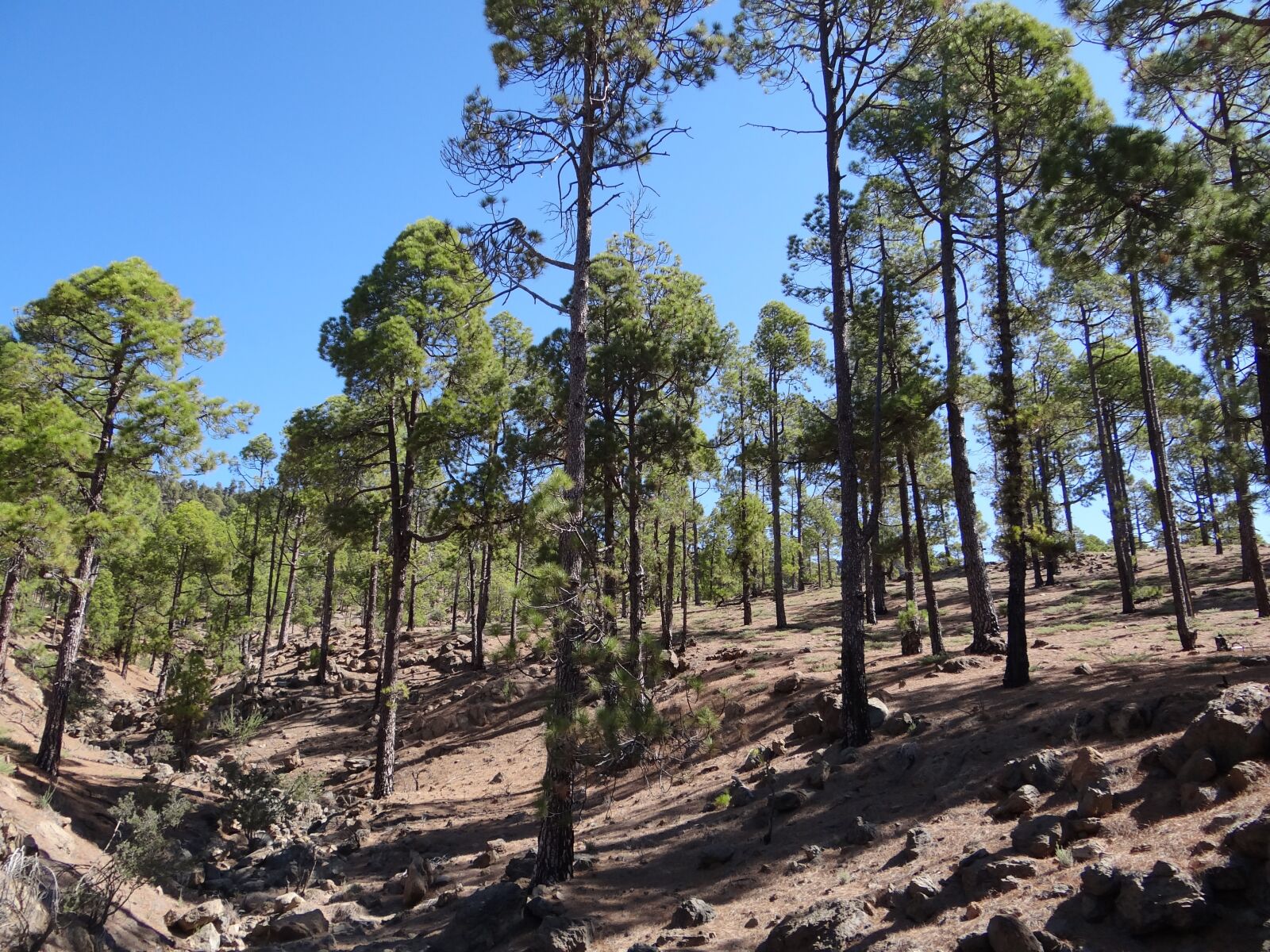 Sony Cyber-shot DSC-HX100V sample photo. Forest, tenerife, nature photography