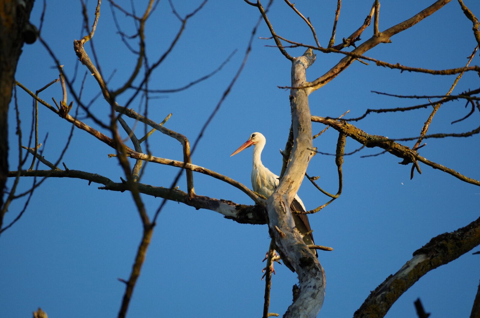 Pentax K-50 sample photo. Stork, tree, nature photography