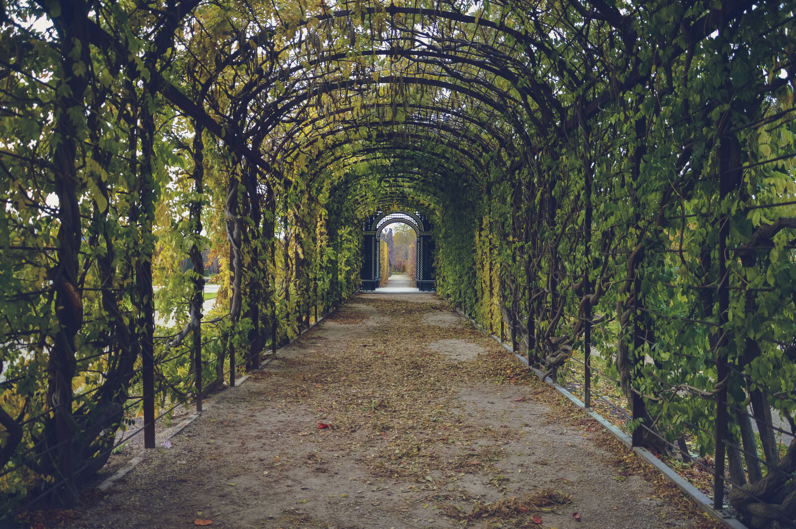 Nikon D3200 sample photo. Walking, path, way, tunnel photography