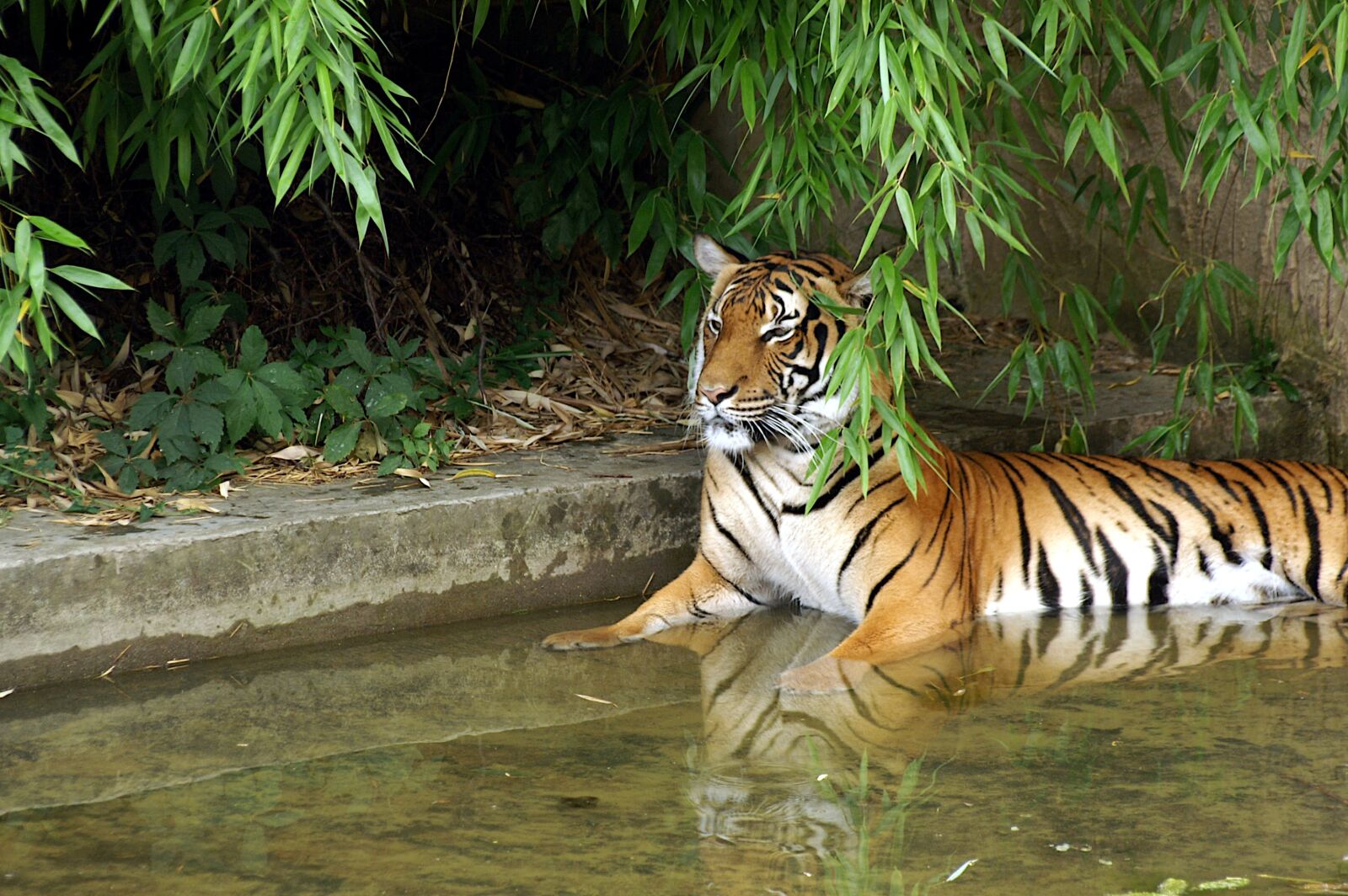 KONICA MINOLTA DYNAX 7D sample photo. Tiger, zoo, animal photography