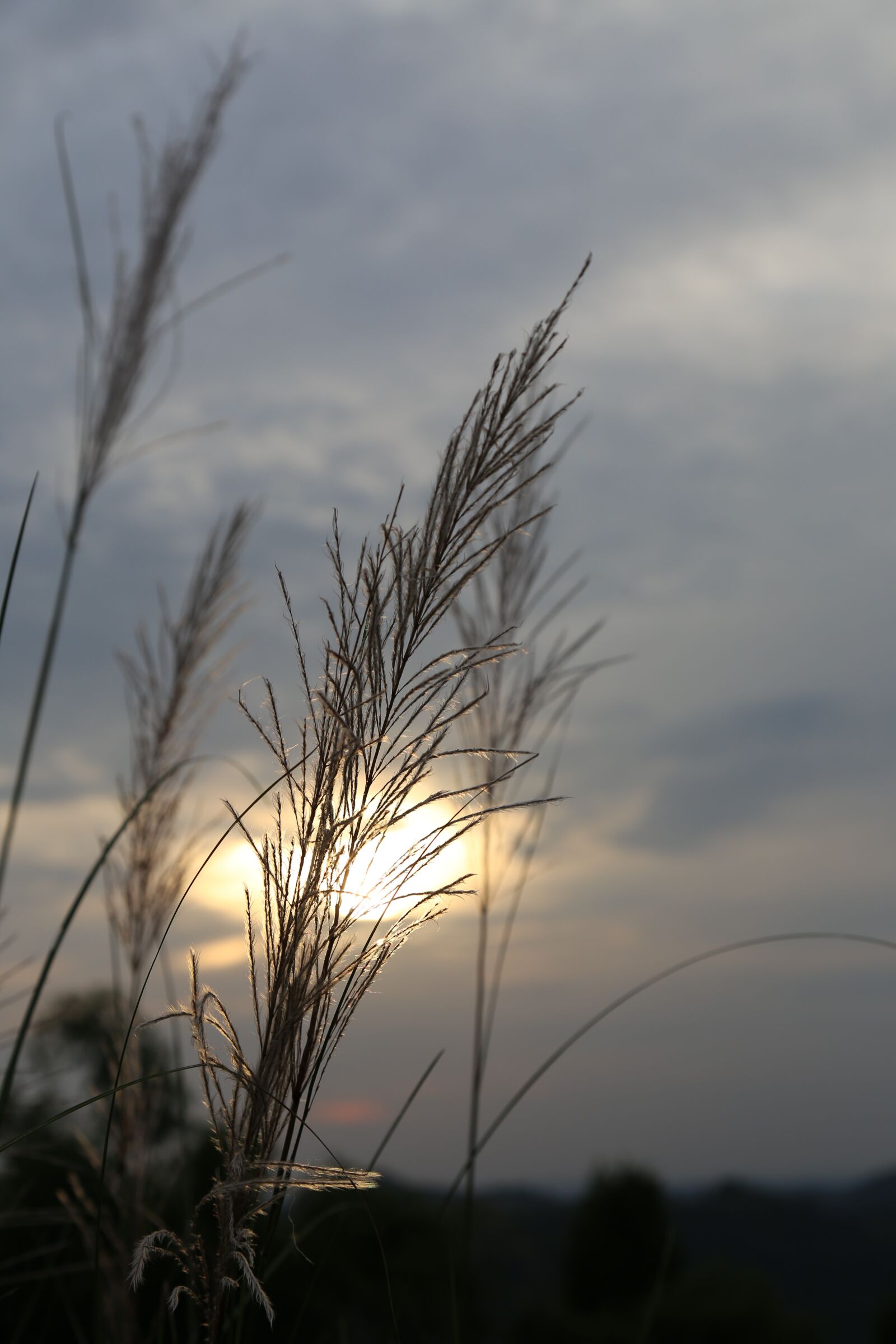 Canon EOS 6D + Canon EF 24-105mm F4L IS USM sample photo. Reed, at dusk, reeds photography