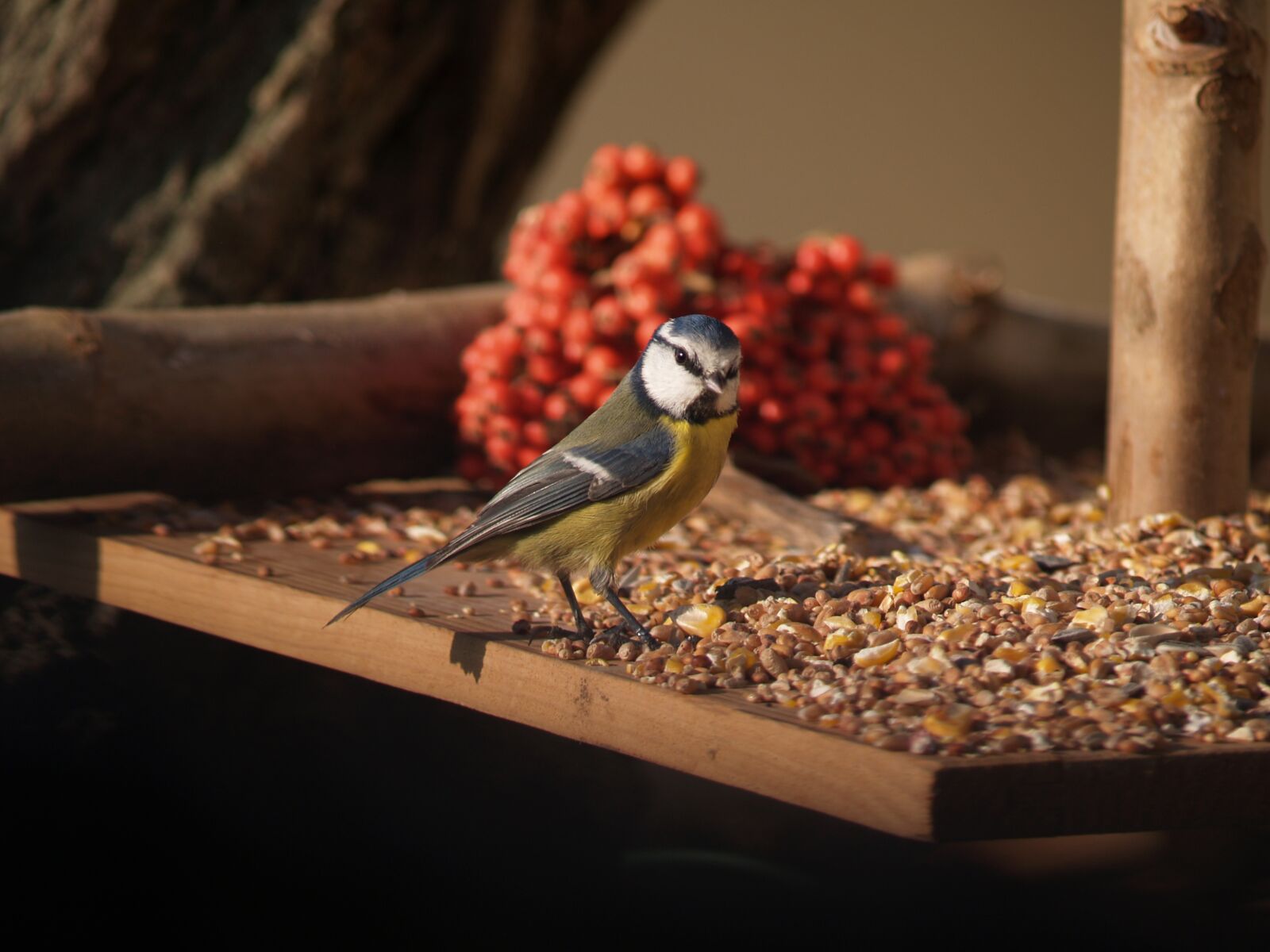 Olympus E-300 (EVOLT E-300) sample photo. Bird, tit, feathers photography