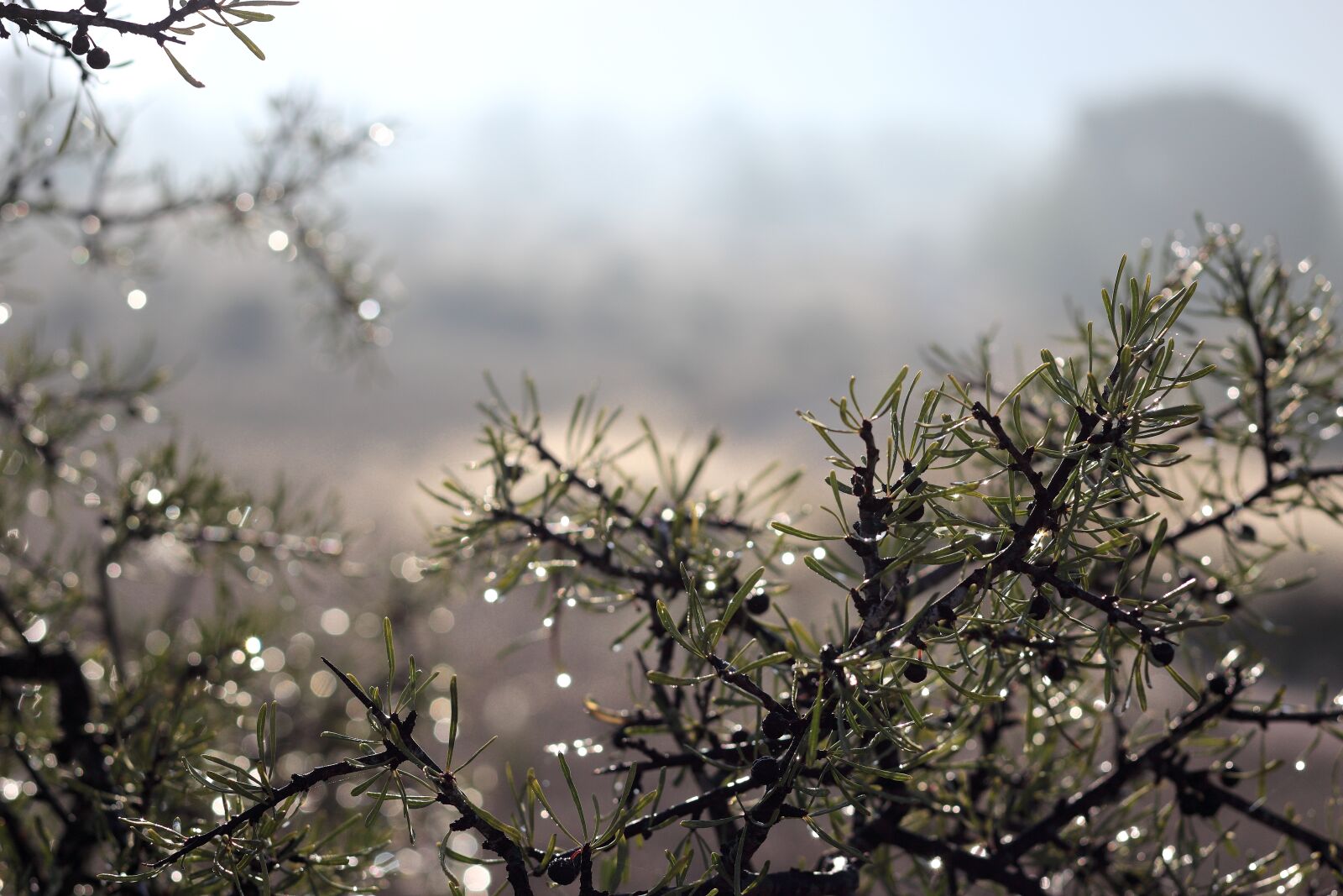 Canon EOS 1200D (EOS Rebel T5 / EOS Kiss X70 / EOS Hi) + Canon EF 50mm F1.8 STM sample photo. Branches, tree, nature photography