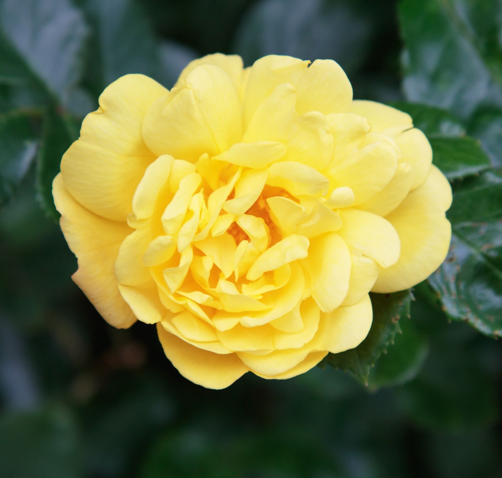 Canon EOS 7D Mark II sample photo. Rose, yellow, flower photography