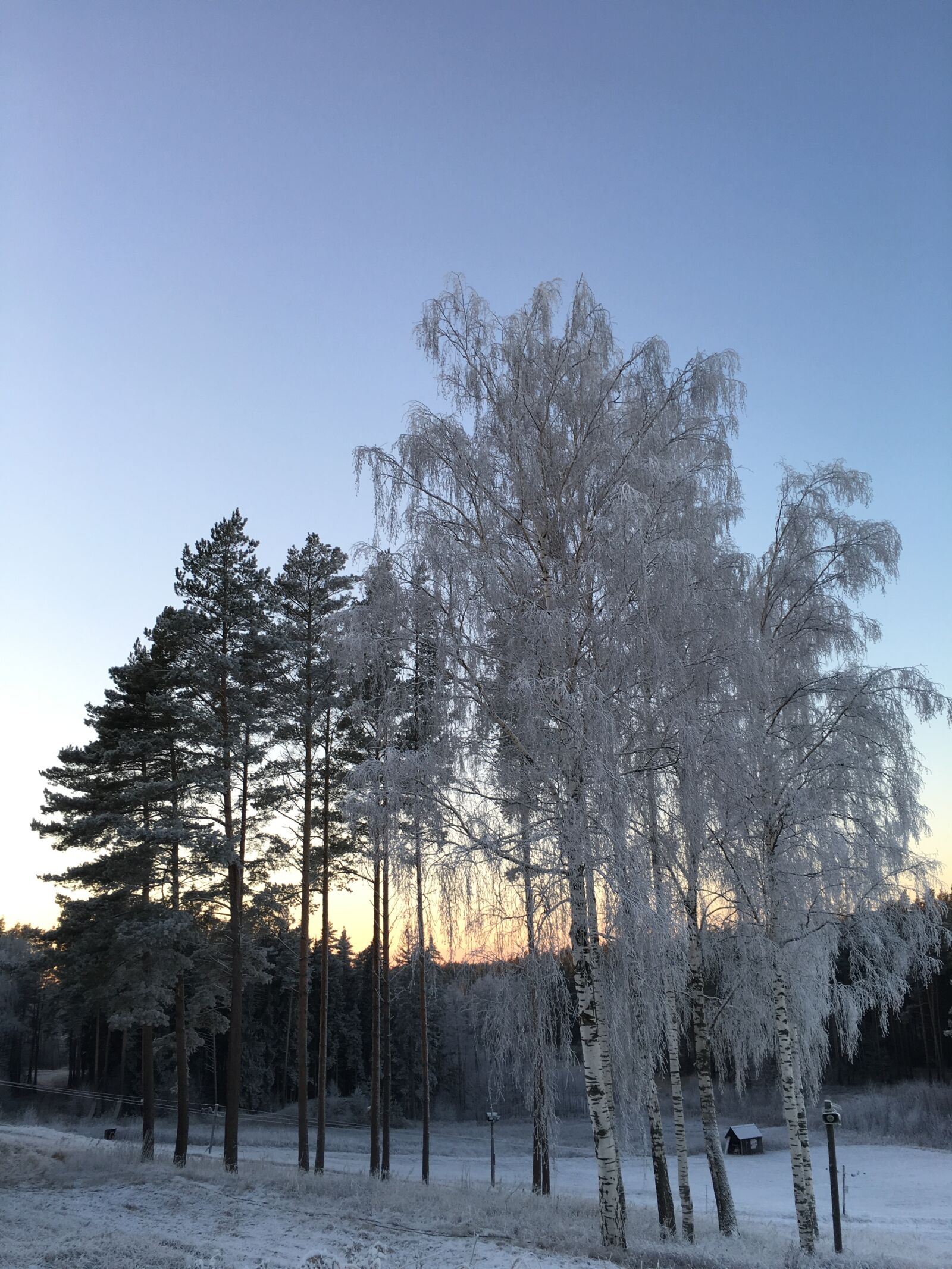 Apple iPhone 6s sample photo. Winter, trees, landscape photography
